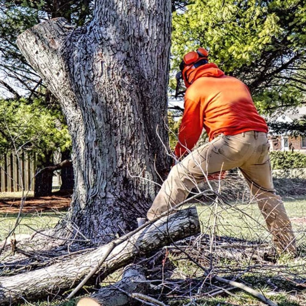 Dead Tree Removal Peoria