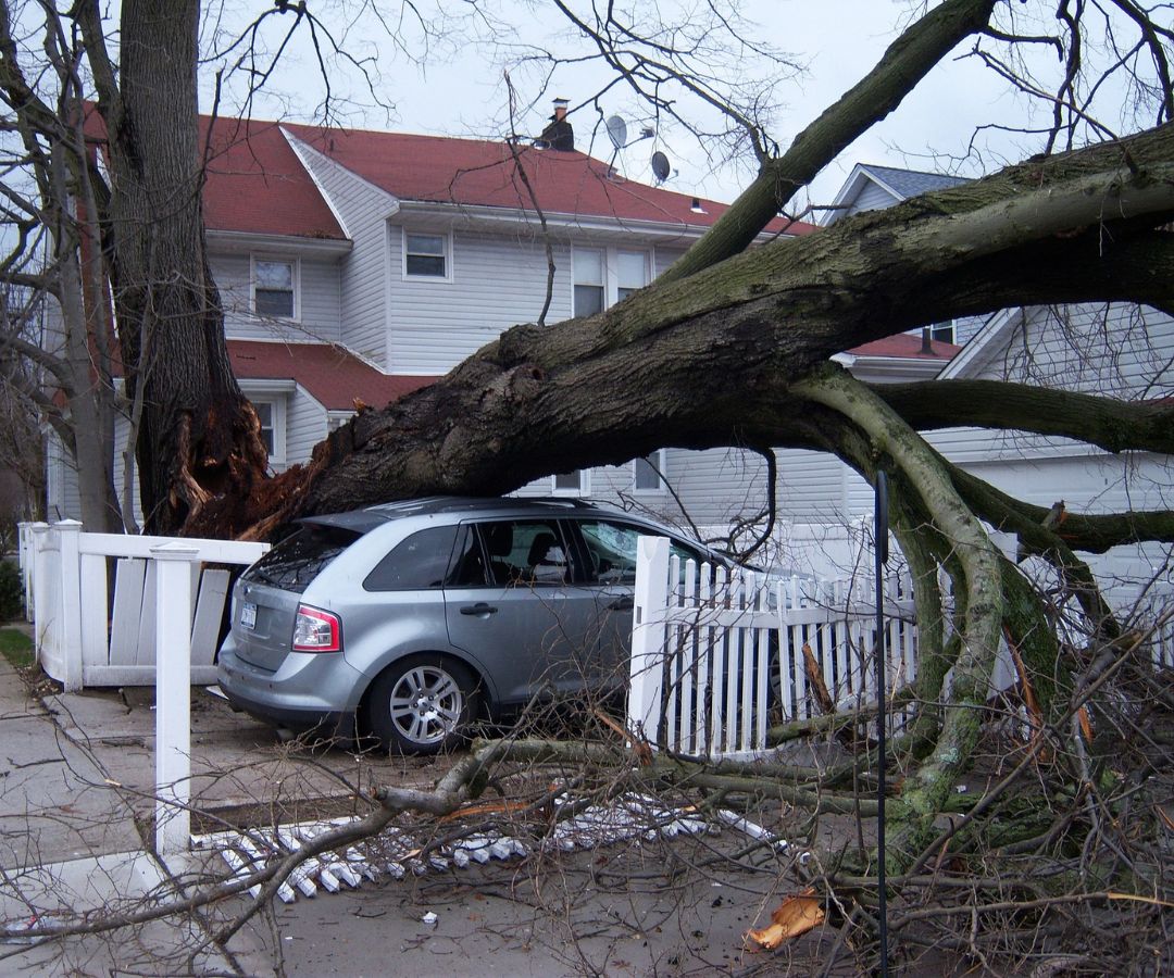 Emergency Tree over a car