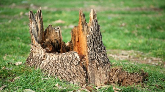 Stump Removal Experts in Peoria